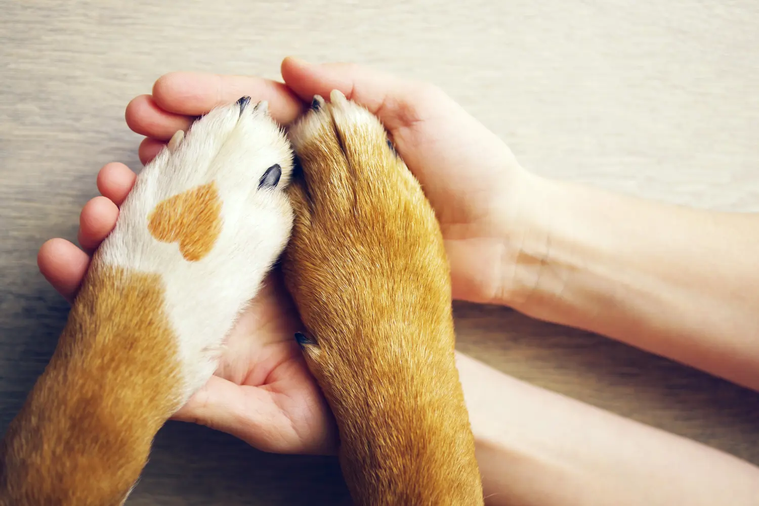 Hundepfoten mit einem Fleck in Form eines Herzens und einer menschlichen Hand in Großaufnahme, Draufsicht.