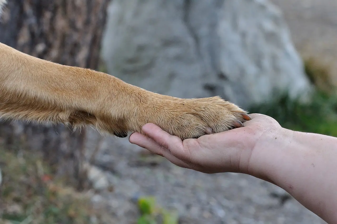 Familienteam Händeschütteln zwischen Mensch und Hund