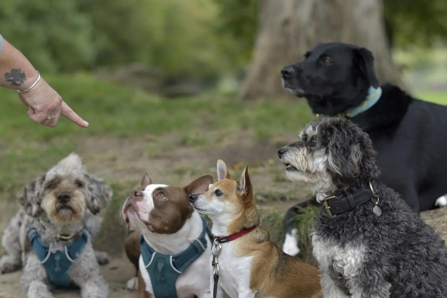 Hundeschule Weyhe 