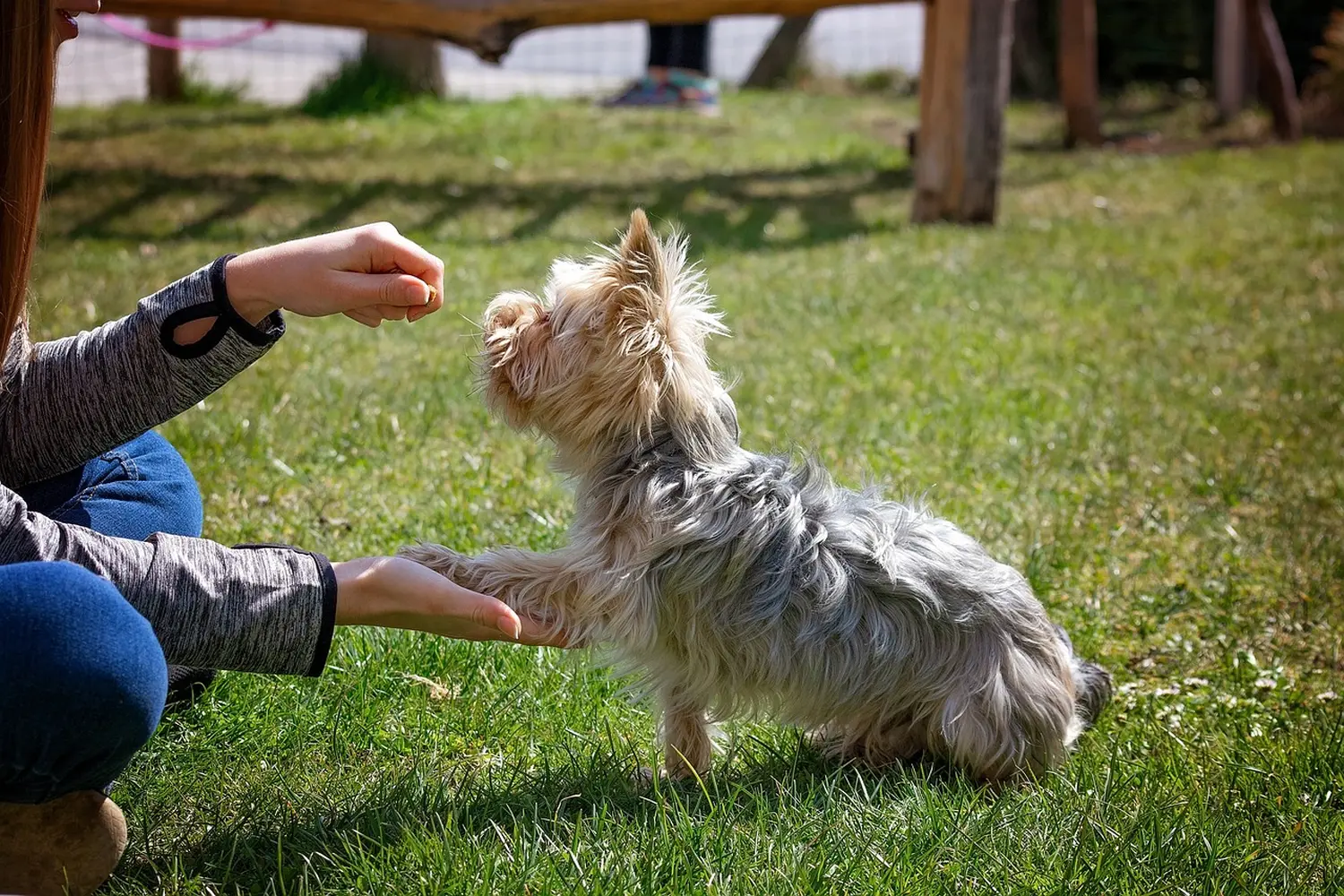 Sachkundenachweis Hund Stuhr