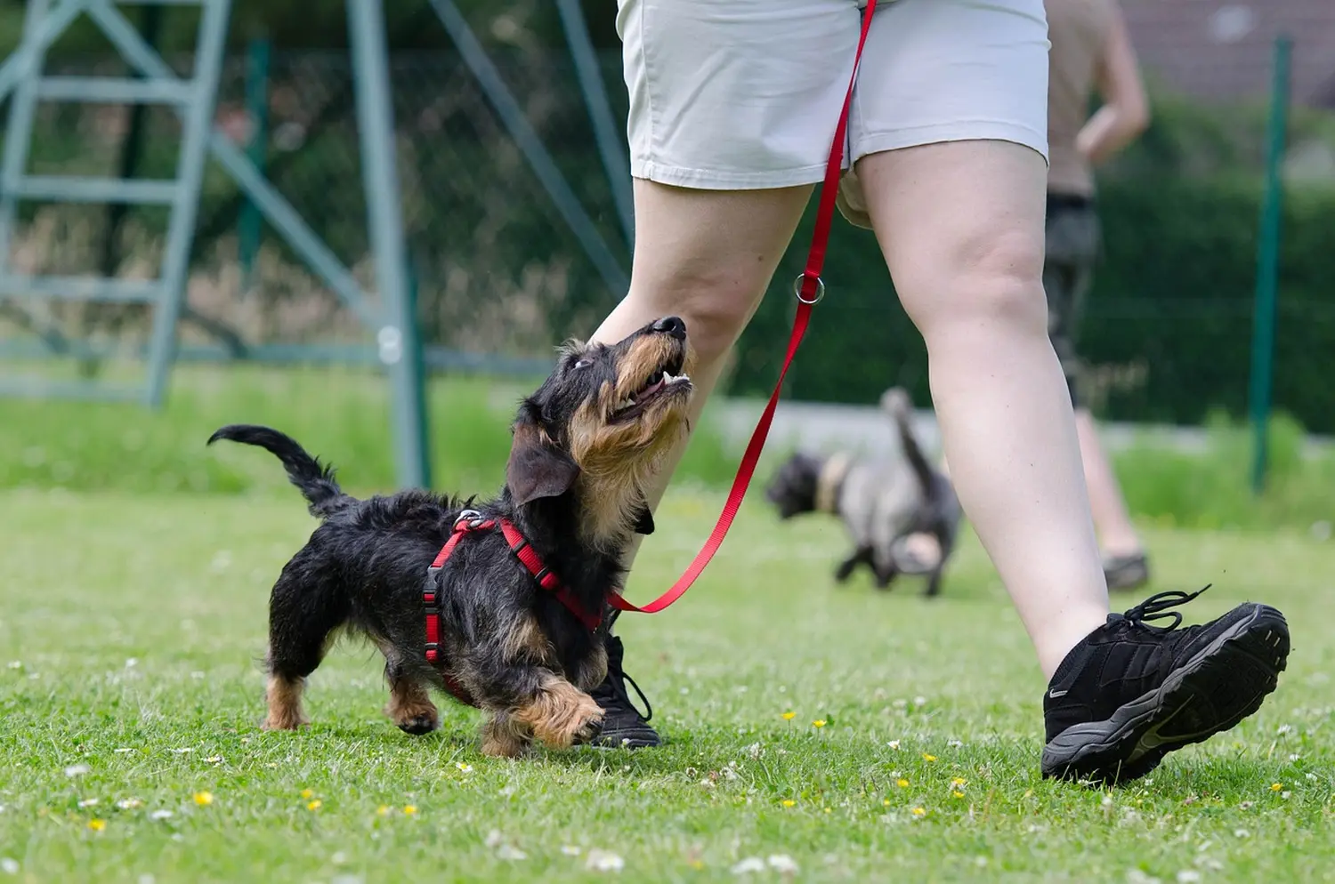 Sachkundenachweis Hund Weyhe