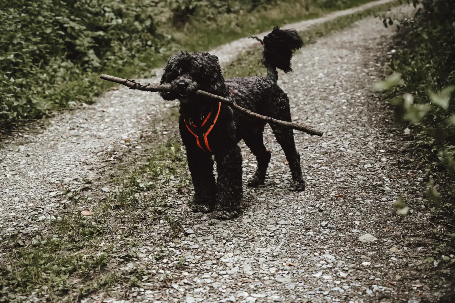 Hundeschule Weyhe 