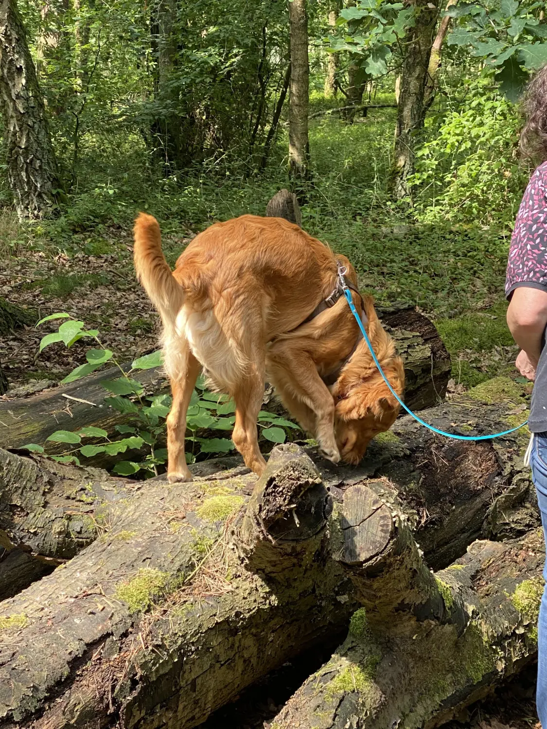 Sachkundenachweis Hund Stuhr