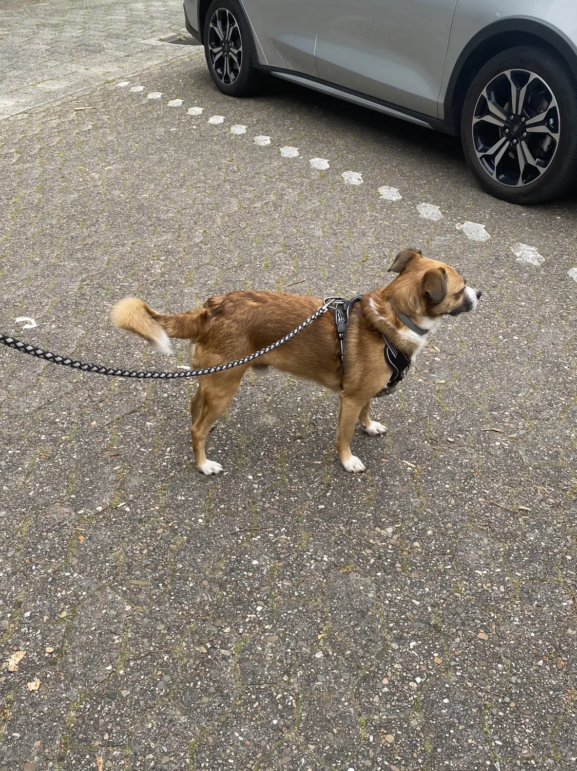Hundführerschein Weyhe