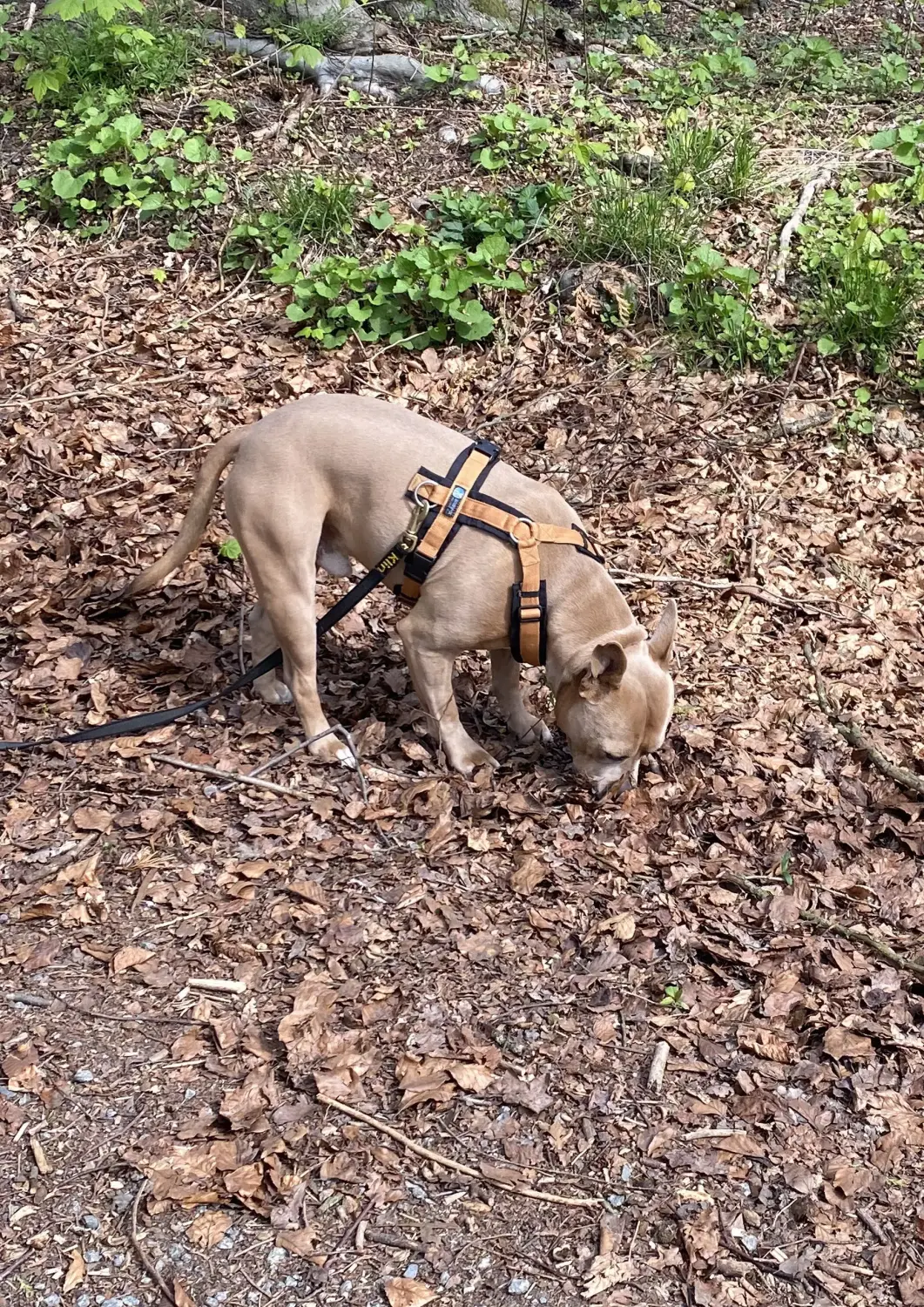 Sachkundenachweis Hund Weyhe