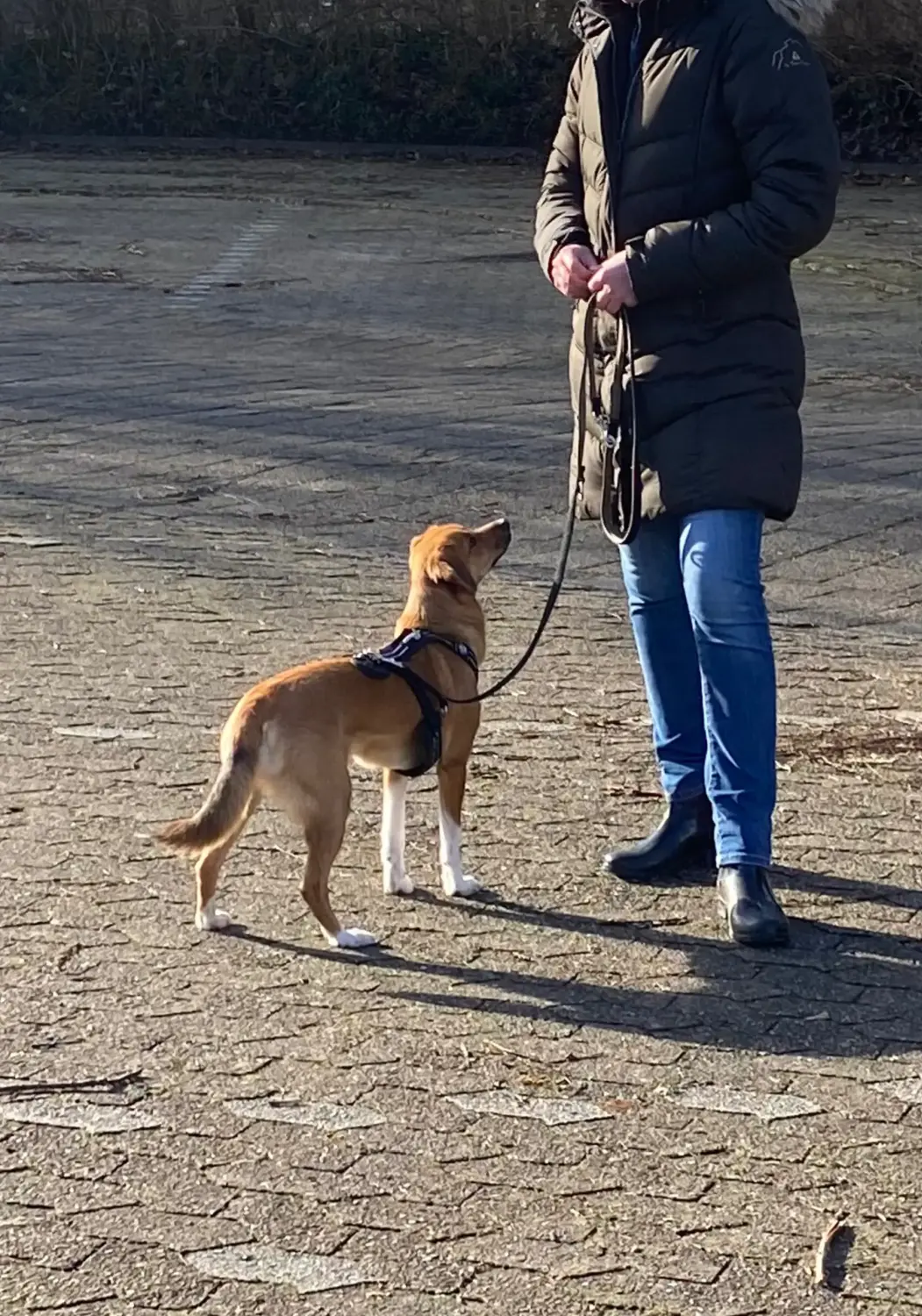 Sachkundenachweis Hund Syke