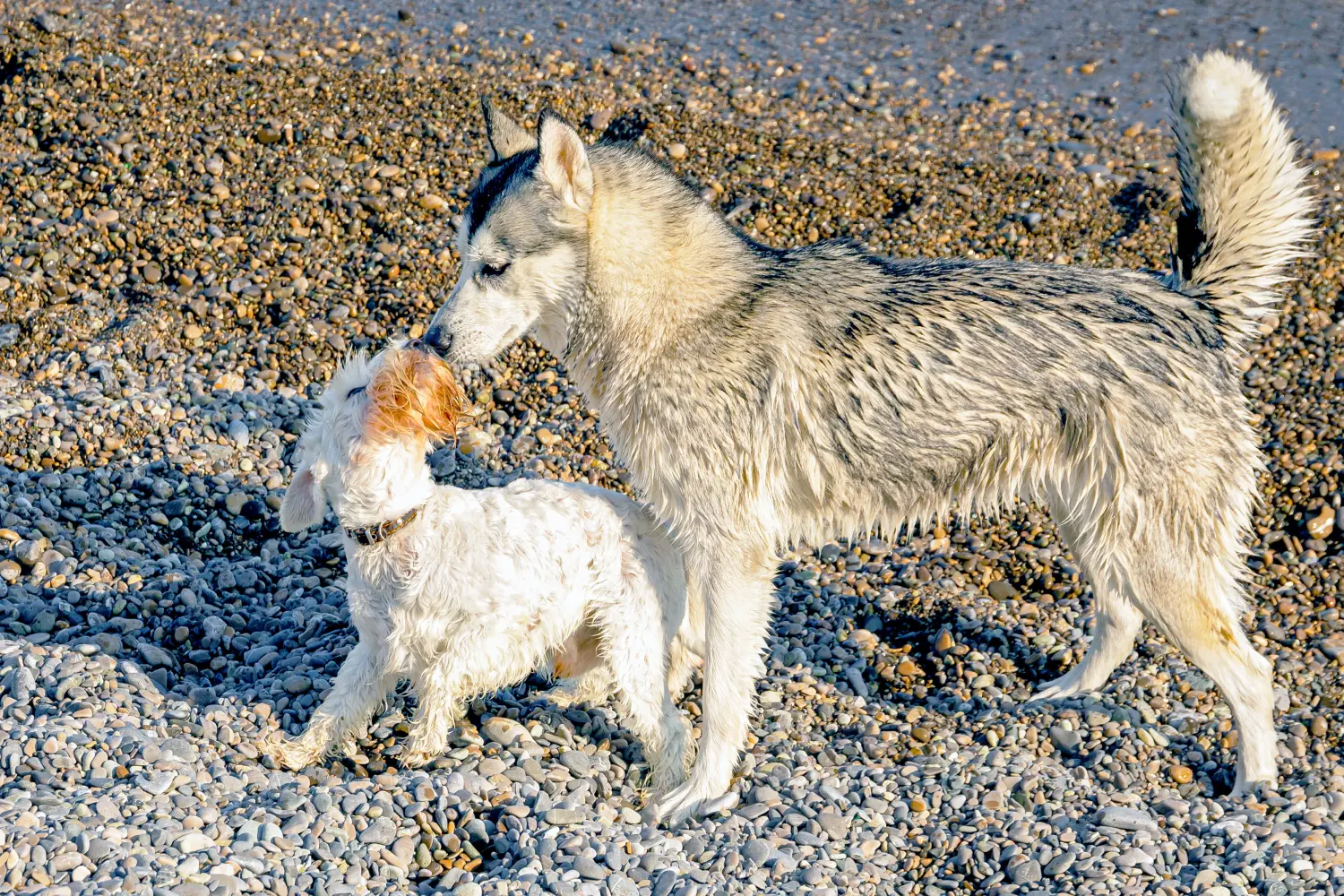 Sachkundenachweis Hund Stuhr