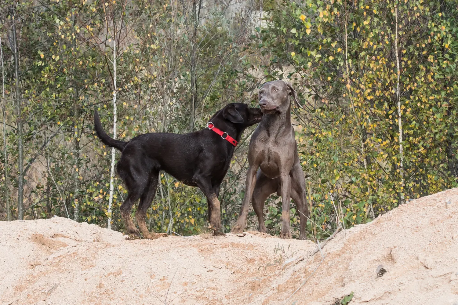 Sachkundenachweis Hund Syke