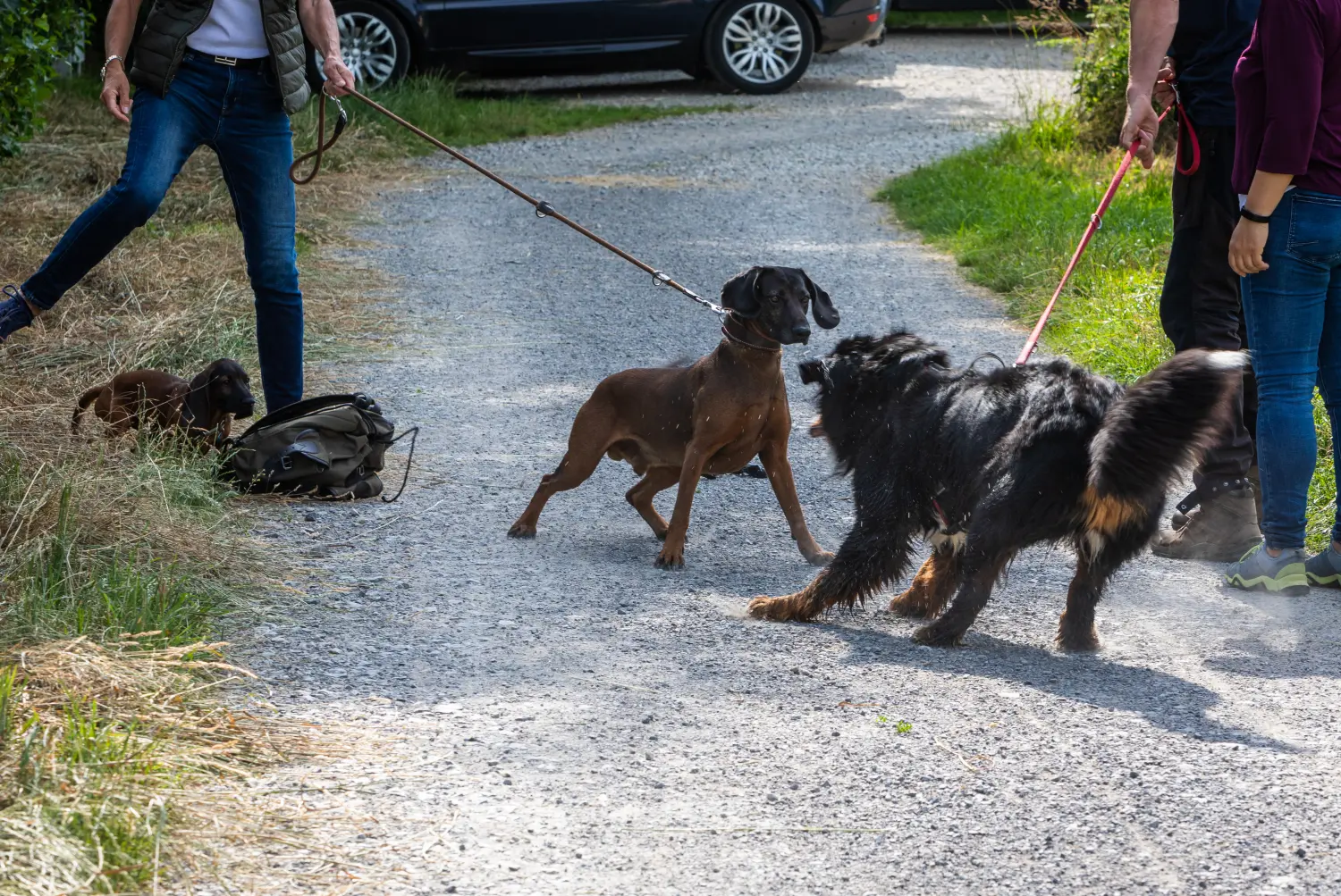 Sachkundenachweis Hund Weyhe