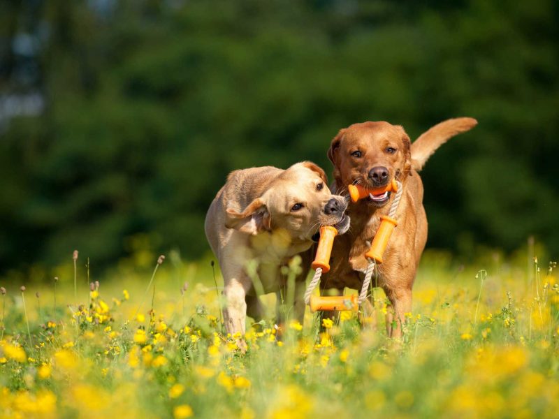 AdobeStock_214993249 AdobeStock_214993249