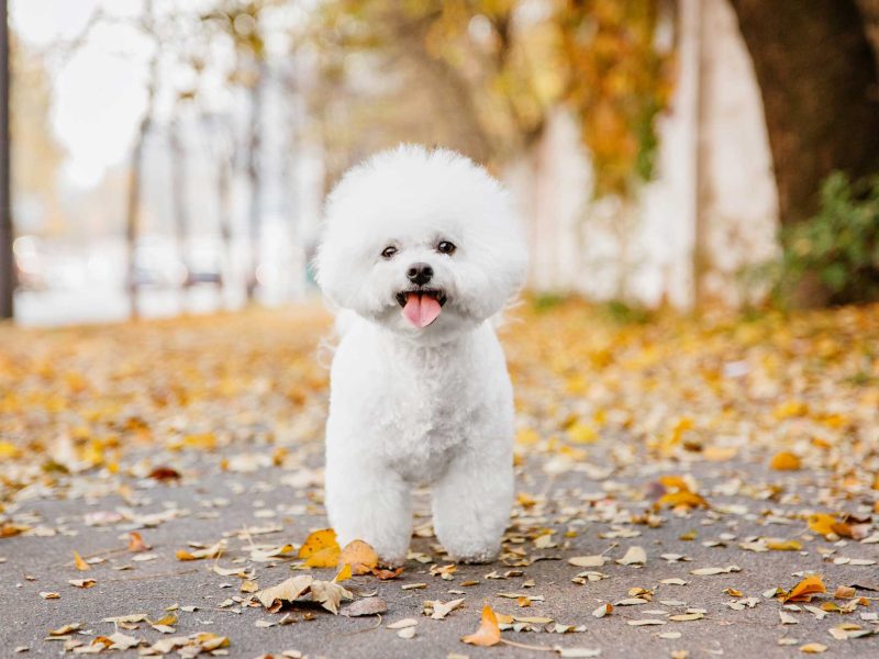 AdobeStock_297354184
